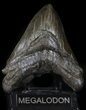 Bargain, Megalodon Tooth - South Carolina #37353-1